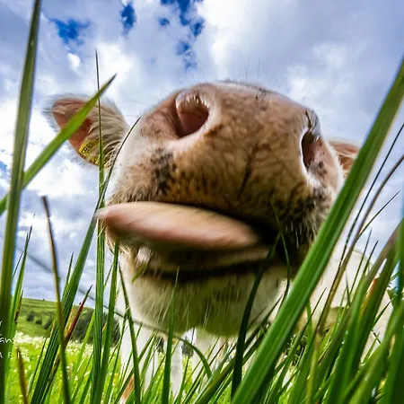 Apartment Gaestehaus Seewald- 5 